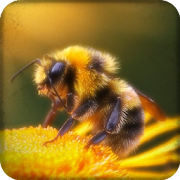 Top 10 Entertainment Apps Like Beekeeping - Best Alternatives