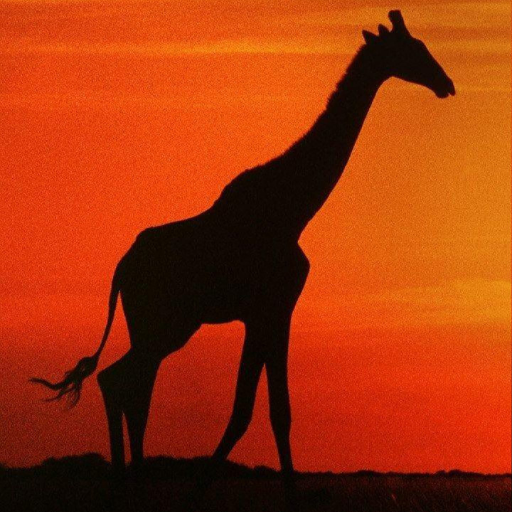 Giraffe Wallpapers logo