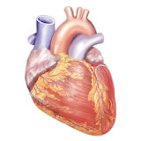 Cardiology Miniatlas icon