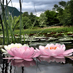 Cover Image of Скачать Nature Lotus Flower LWP  APK
