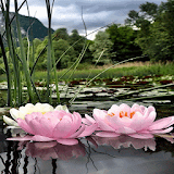 Nature Lotus Flower LWP icon