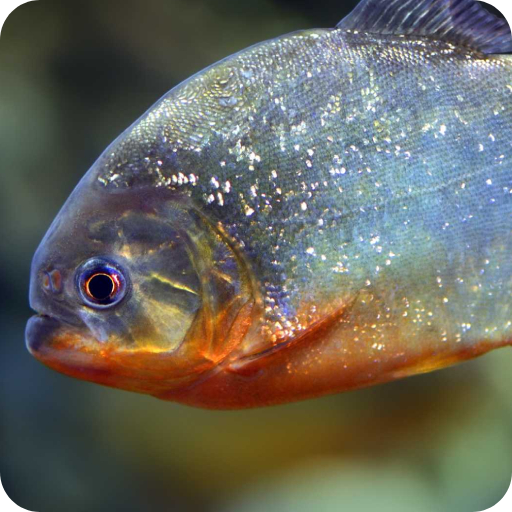 Piranha Wallpaper logo