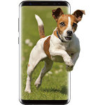 Cover Image of डाउनलोड Running Dog Live Wallpaper  APK