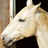 horse wallpaper icon