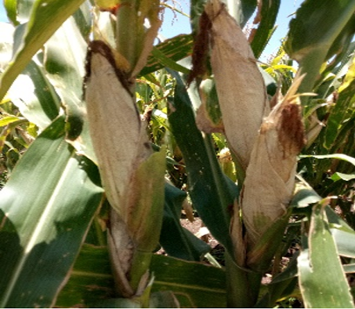 KALRO GLS Maize Varieties Screen 2