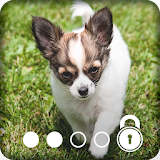 Chihuahua Beautiful Nice Pet & Friend Smart Lock icon