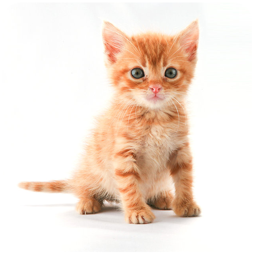 Kitten Sounds logo