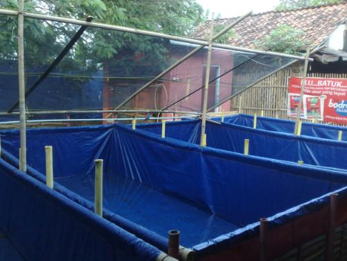 Budidaya Ikan Lele Terpal