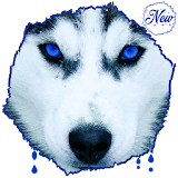 Amazing HD Alaskan Husky Wallpapers - Dogs icon
