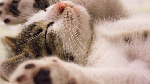 Miaou Theodort Screen 2