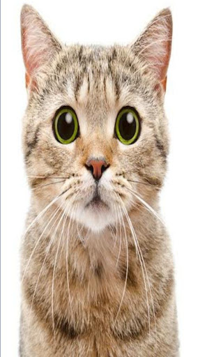 Animals Book App : Animals Pho Screen 3