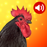 Bird Songs: Ringtones icon