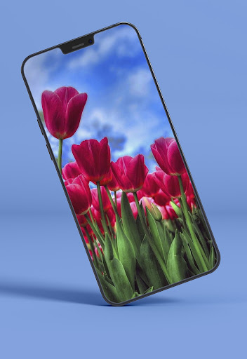 Tulips Wallpapers Screen 3