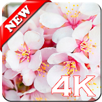 Cover Image of ダウンロード Sakura Flowers Wallpaper 1.0 APK