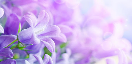 Lilac Flowers Live Wallpaper - Apps on Google Play