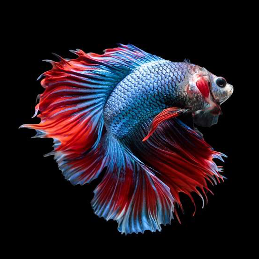 Cara Budidaya Ikan Cupang