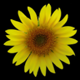 Sunflower LW Free + weather icon