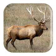 Elk Sounds