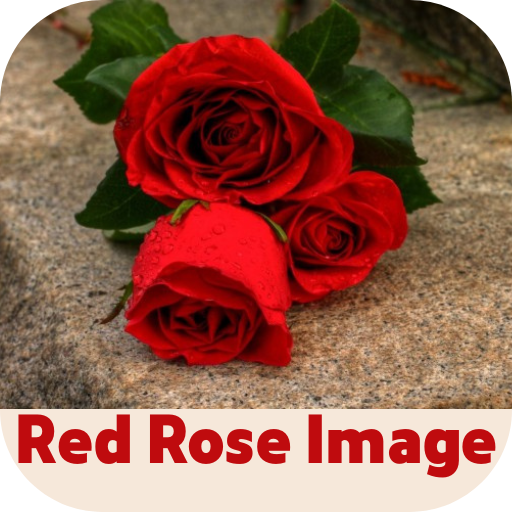 red rose image Download on Windows