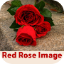 red rose image