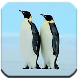 Penguin - HD Wallpapers icon