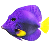 Somethin Fishy icon