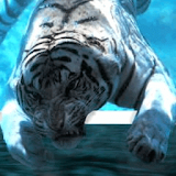 White Tiger under Water Wallpa icon