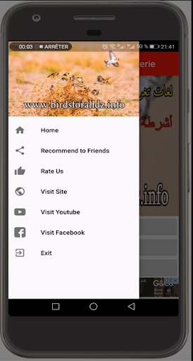 Chant Chardonneret Algerie