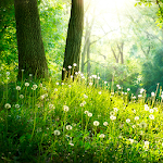 Cover Image of Télécharger Forêt Fond D'écran Animé  APK