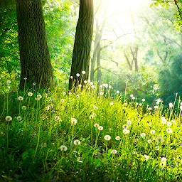 Icon image Forest Live Wallpaper