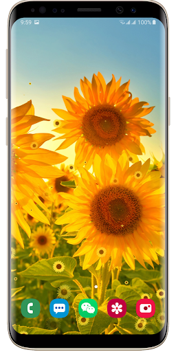 Sunflower Live Wallpaper Screen 3