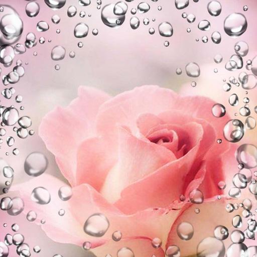 Roses Pink Drops Live Wallpaper