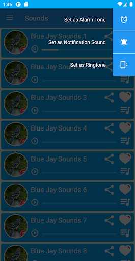 Blue jay Sounds