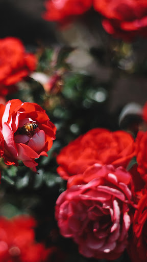 Android application red rose garden wallpaper screenshort