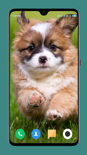 Android application Dog Wallpaper 4K screenshort