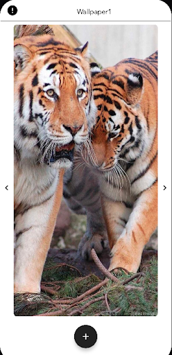 Tigers Wallpapers HD