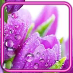 Cover Image of ダウンロード Tulips Drops  APK