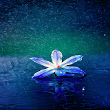 Flower In Rain LWP icon