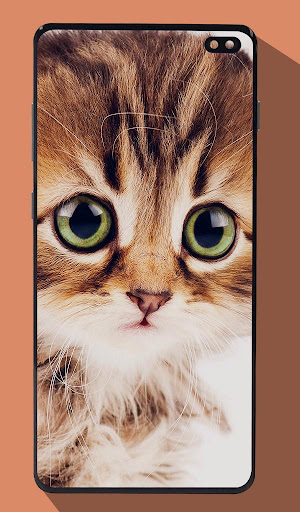 Cute Cat Wallpapers Screen 2