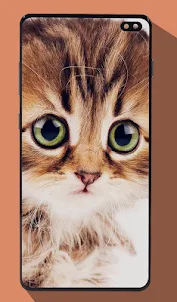 lindo gato fondo de pantalla