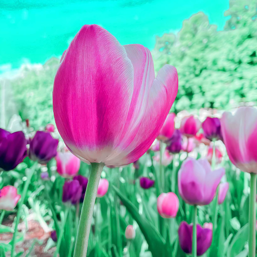 spring wallpaper logo