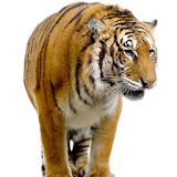 Tigers Themes icon