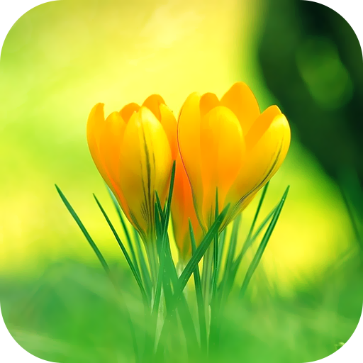 Green Wallpaper 2023