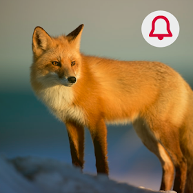 Animals: Ringtone by SaJu Media - (Android Apps) — AppAgg