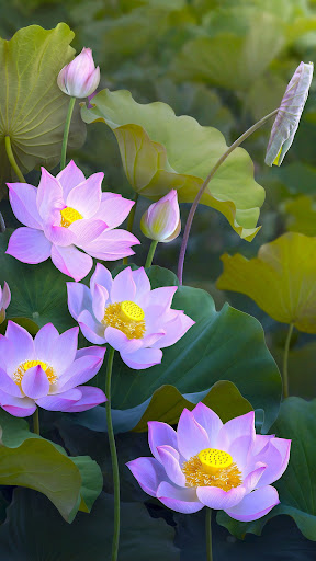 Lily Wallpapers Screen 3