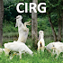 CIRG - Goat Farming (बकरी पालन