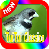 Canto de Coleiro Tui Tui Classico icon