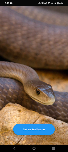 Android application Black Mamba Wallpaper screenshort