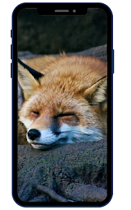 Fox HD Wallpapers