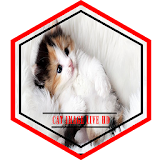 Cat Image Live HD icon